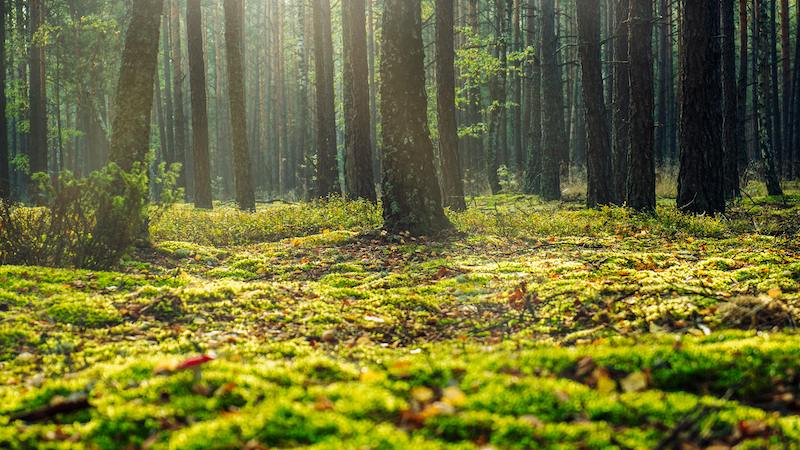 Forest bathing experience in Valle de Bravo 