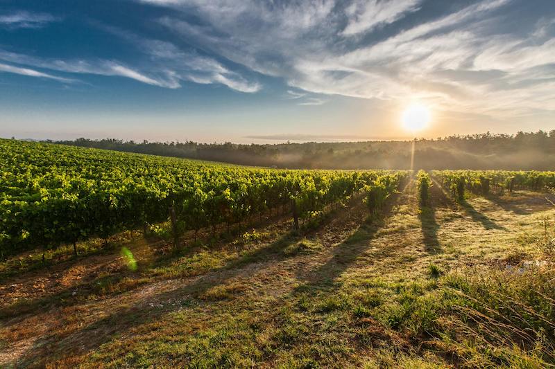 Sunrise over the vineyard.