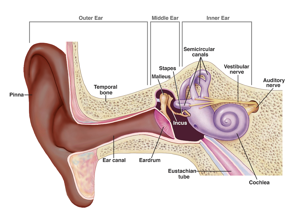 Inside your cochlea (the spiral-shaped part of your inner ear), tiny hair cells vibrate in response to sound