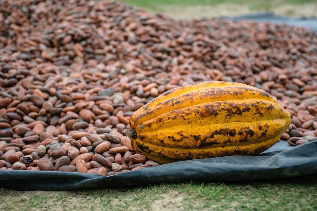 cacao ceremonies in Mexico are unique and steeped in ancient traditions.