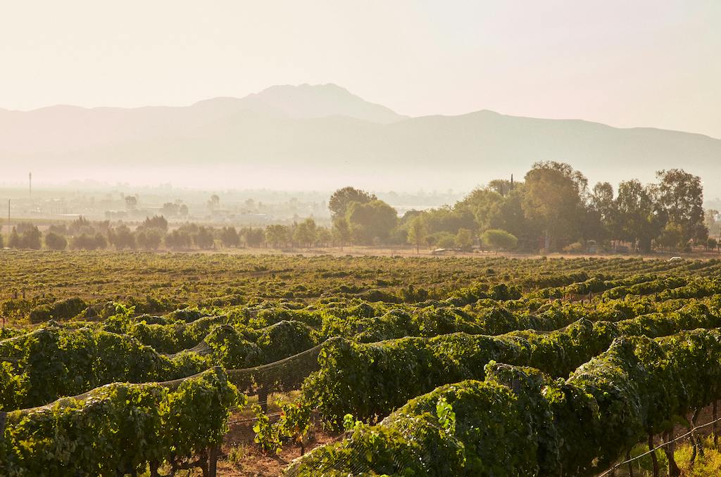 In northern Baja California lies Valle de Guadalupe offers wellness in. a culinary and viticultural sense.